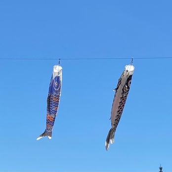 Uwajimaya - Koi kites on a sunny day - International Grocery Near Me - Beaverton, Oregon Uwajimaya - Koi kites on a sunny day - International Grocery Near Me - Beaverton, Oregon
