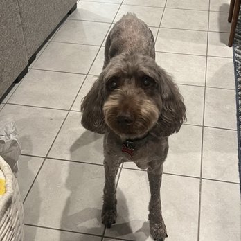 Puppy Fades - After her bath and haircut. - Pet Groomers Near Me - Pasadena, California