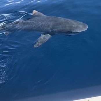 Hawaii Shark Encounters - Diving Near Me - Haleiwa, Hawaii Hawaii Shark Encounters - Diving Near Me - Haleiwa, Hawaii