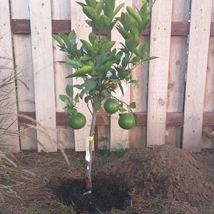 Mimosa Nursery 59 Photos 72 Reviews Nurseries Gardening 6270 Allston St Los Angeles Ca United States Phone Number Yelp