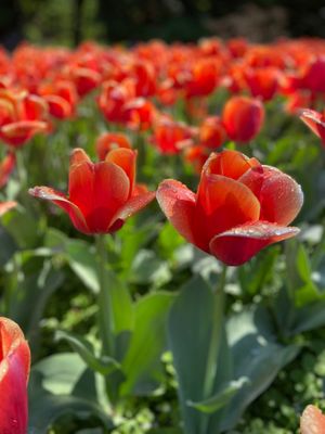 Sherwood Gardens by null