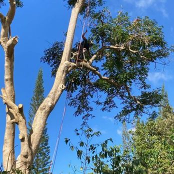 A Cut Above Tree Services - Tree Services Near Me