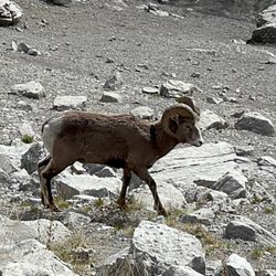 Medicine Lake - Ram