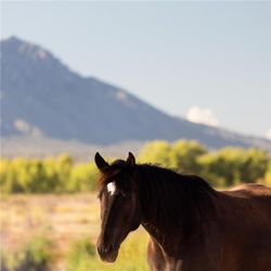 Hyatt Regency Tamaya Resort And Spa - Recreational Facilities
