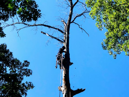 Ortega Tree Service