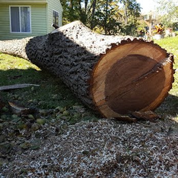 Backwoods Tree - Tree Services Near Me - Jackson, Michigan Backwoods Tree - Tree Services Near Me - Jackson, Michigan