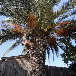 Hercules Lawn & Tree Service 