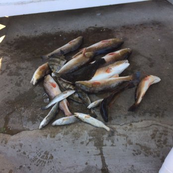 New Orleans Style Fishing Charters - Fishing Near Me - Barataria, Louisiana New Orleans Style Fishing Charters - Fishing Near Me - Barataria, Louisiana