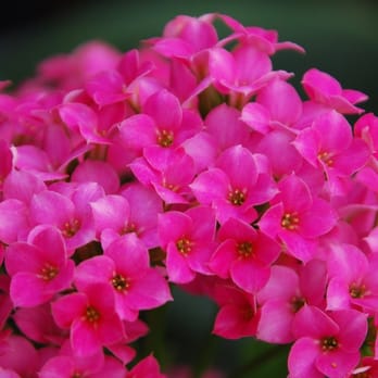 Bay Area Orchids - Nurseries & Gardening Near Me - Half Moon Bay, California