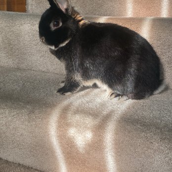Grayson Valley Pet Clinic - Our Nethie, Thumper - Veterinarians Near Me - Birmingham, Alabama Grayson Valley Pet Clinic - Our Nethie, Thumper - Veterinarians Near Me - Birmingham, Alabama