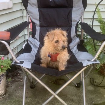 VEG ER for Pets - My dog Carly - Emergency Pet Hospital Near Me - Hoboken, New Jersey VEG ER for Pets - My dog Carly - Emergency Pet Hospital Near Me - Hoboken, New Jersey