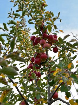 ERIE ORCHARDS & CIDER MILL - Updated May 2024 - 36 Photos & 30 Reviews