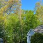Photo of Carter’s Tree Service