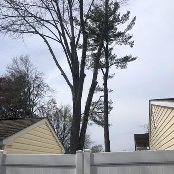 ER Tree Service - Trees trimmed - Tree Services Near Me ER Tree Service - Trees trimmed - Tree Services Near Me