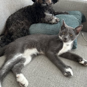 Chewbarka Grooming - Bella and her friend, Juju - Pet Groomers Near Me