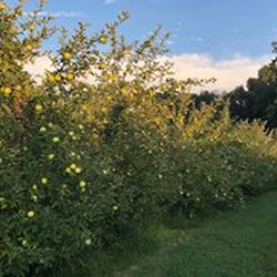 Sunhigh Orchard - Lots of Mutsu trees for picking!