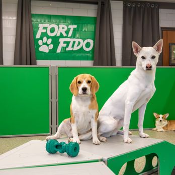 Fort Fido - Fort Fido Puyallup - Medium Dog Program - Pet Boarding Near Me - Puyallup, Washington Fort Fido - Fort Fido Puyallup - Medium Dog Program - Pet Boarding Near Me - Puyallup, Washington