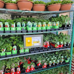 ShopRite of Springfield - Spring sale