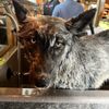 Mutt Puddles Dog Wash gift card