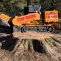 Photo of Economy Stump Removal