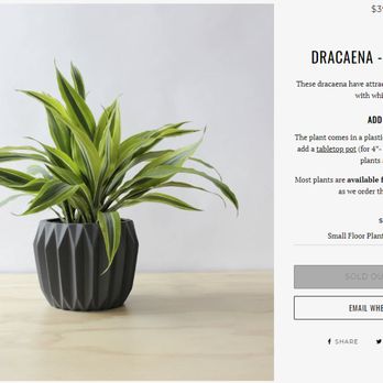 Spruce Flowers and Events - The plant that they helped me choose/purchase. - Florists Near Me - Minneapolis, Minnesota Spruce Flowers and Events - The plant that they helped me choose/purchase. - Florists Near Me - Minneapolis, Minnesota