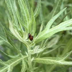 Lodgepole Campground - Ladybugs in mugwort