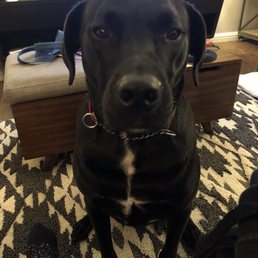 My boy Obi is a happy customer.