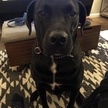 Vet2You - My boy Obi is a happy customer. - Veterinarians Near Me - Encinitas, California