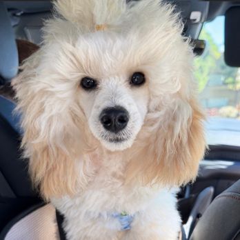 Paw Commons Pet Resort - Encinitas - Spoiled Poodle - Pet Sitting Near Me - Encinitas, California Paw Commons Pet Resort - Encinitas - Spoiled Poodle - Pet Sitting Near Me - Encinitas, California
