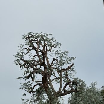Edy’s Tree Service - Trimmed Eucalyptus tree - Tree Services Near Me Edy’s Tree Service - Trimmed Eucalyptus tree - Tree Services Near Me