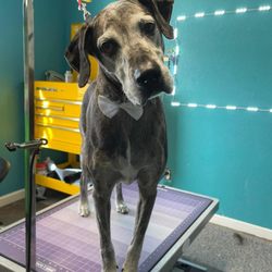 WagMore - Smooth coat large dog