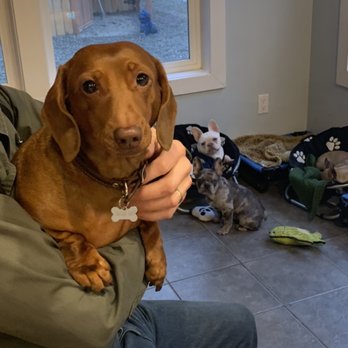 Kelly's Upscale Puppy - Morning hugs before breakfast - Pet Groomers Near Me - Blaine, Washington Kelly's Upscale Puppy - Morning hugs before breakfast - Pet Groomers Near Me - Blaine, Washington