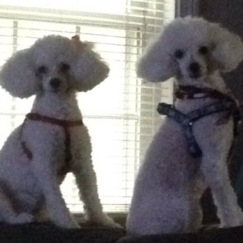Affectionate Pet Grooming - Pet Groomers Near Me - Tamarac, Florida Affectionate Pet Grooming - Pet Groomers Near Me - Tamarac, Florida