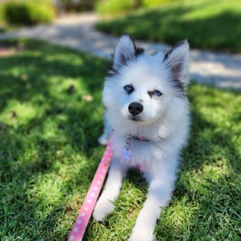 Animal Villa - Model Capri - Pet Sitting Near Me - Anaheim Hills, California Animal Villa - Model Capri - Pet Sitting Near Me - Anaheim Hills, California