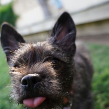 Mitzi's Scoop Crew - Pet Waste Removal Near Me Mitzi's Scoop Crew - Pet Waste Removal Near Me