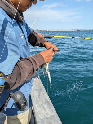 MARINA DEL REY SPORTFISHING - Updated February 2026 - 403 Photos & 431