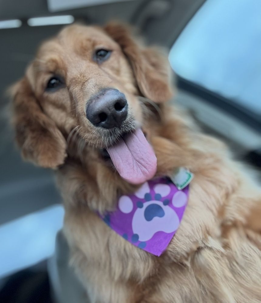 Paws With Dannie - pet boarding facility in Cincinnati, OH