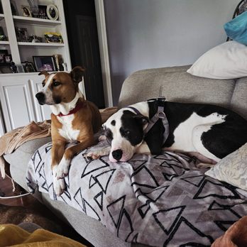 Paws 2 Geaux - Pet Sitting Near Me - Denham Springs, Louisiana Paws 2 Geaux - Pet Sitting Near Me - Denham Springs, Louisiana