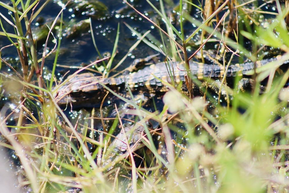Taylor Creek Stormwater Treatment Area Image
