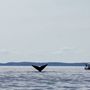 Photo of Island Cruises Whale Watching