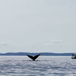 Island Cruises Whale Watching - Whale Tail