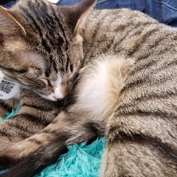 The Casual Cat Cafe - Adopt jude! Such a cuddler! - Pet Stores Near Me - Richland Hills, Texas