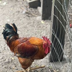 Earth N Us Farm - One of the chickens.