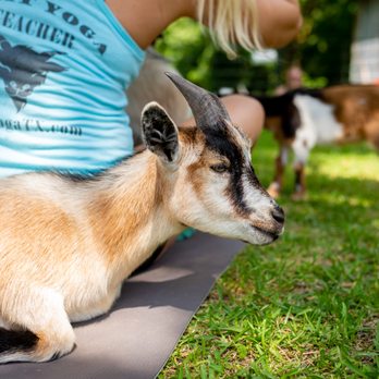 Goat Yoga Texas - Yoga Near Me - Tomball, Texas Goat Yoga Texas - Yoga Near Me - Tomball, Texas