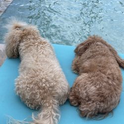 Janine Allen Certified Dog Trainer - Skipper (Left)  Poppy (Right)