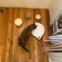 Photo of Feline Tails