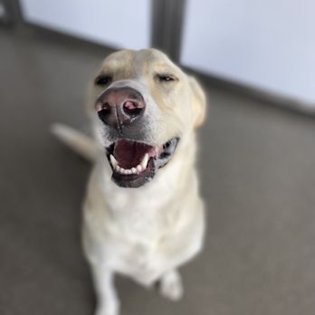 Pawhootz Pet Resort - Pet Sitting Near Me - Hurst, Texas Pawhootz Pet Resort - Pet Sitting Near Me - Hurst, Texas