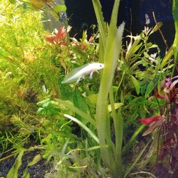 Nature Pet Centre - Kool lookin white salamandar alien thing?!