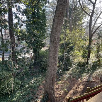 Acreage Tree Service - Existing tree - Tree Services Near Me