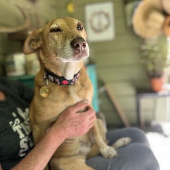 Fluffed Petcare - Pet Sitting Near Me Fluffed Petcare - Pet Sitting Near Me